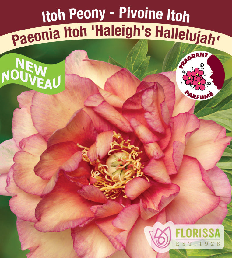 Paeonia Itoh - Haleigh's Hallelujah