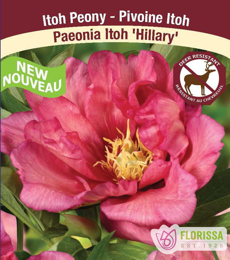 Paeonia Itoh - Hillary