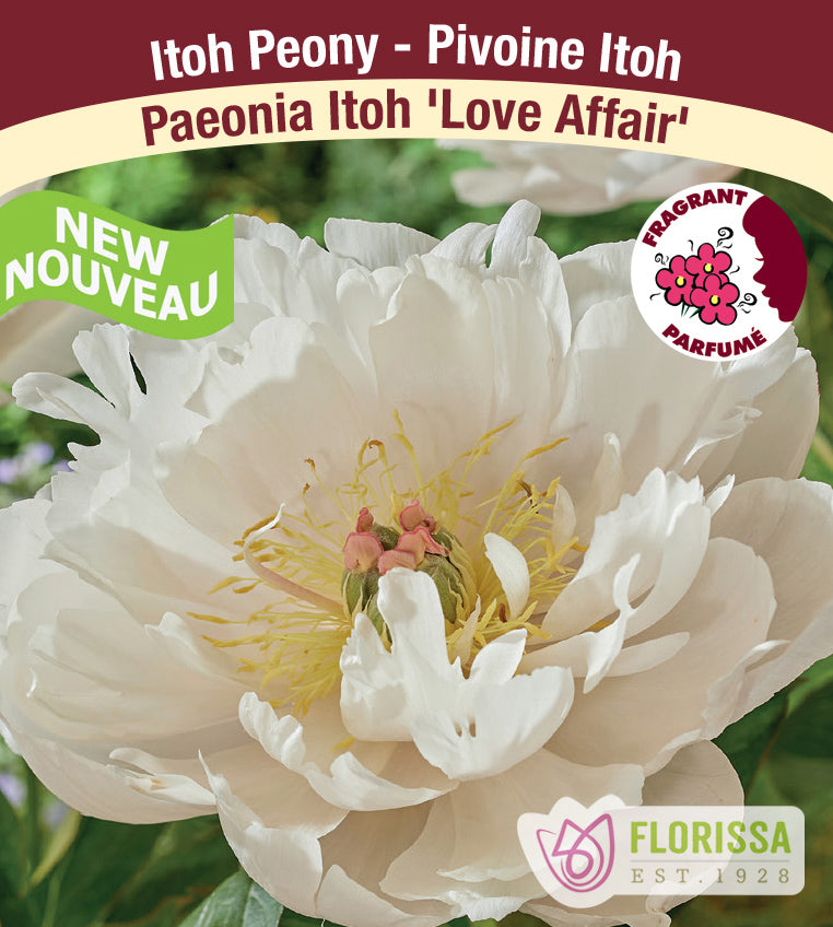 Paeonia Itoh - Love Affair