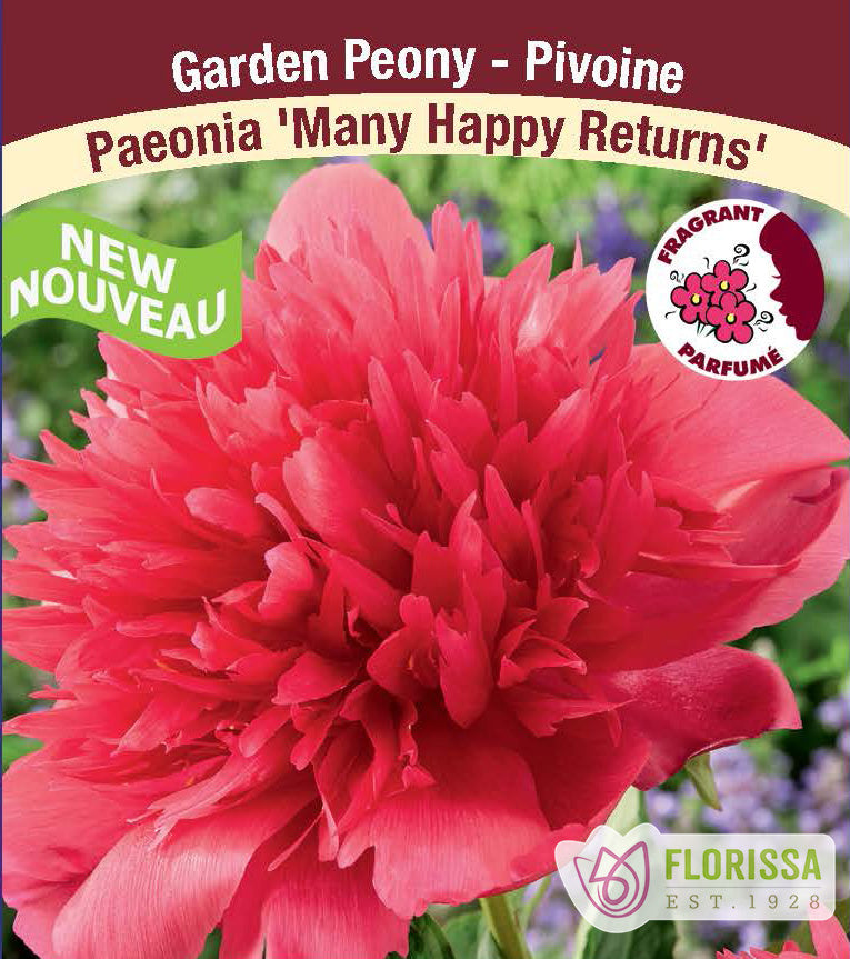 Paeonia Lactiflora - Many Happy Returns