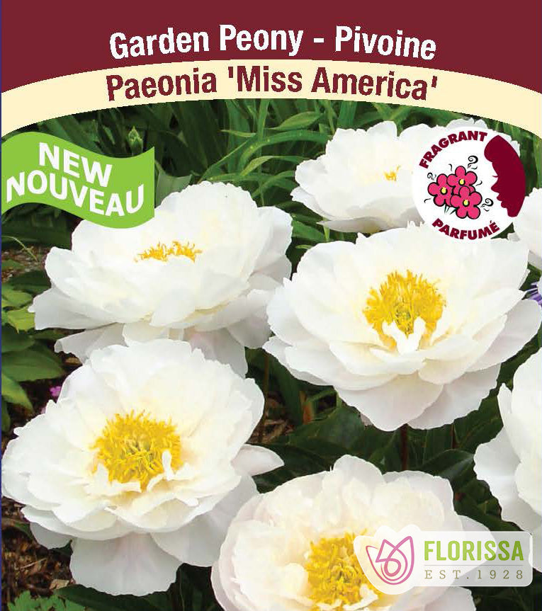 Paeonia Lactiflora - Miss America