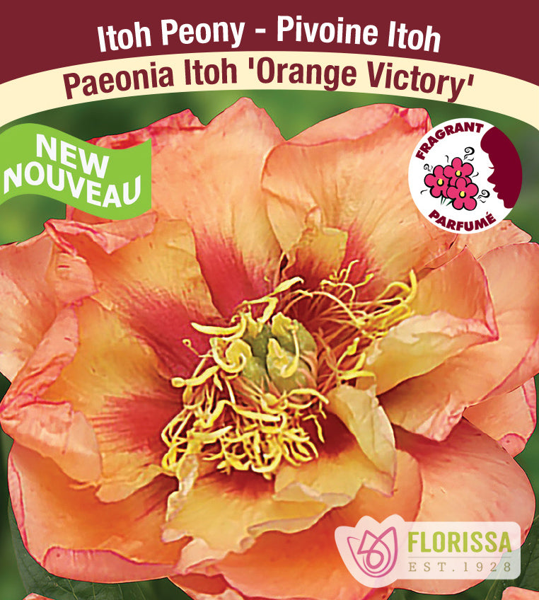 Paeonia Itoh - Orange Victory