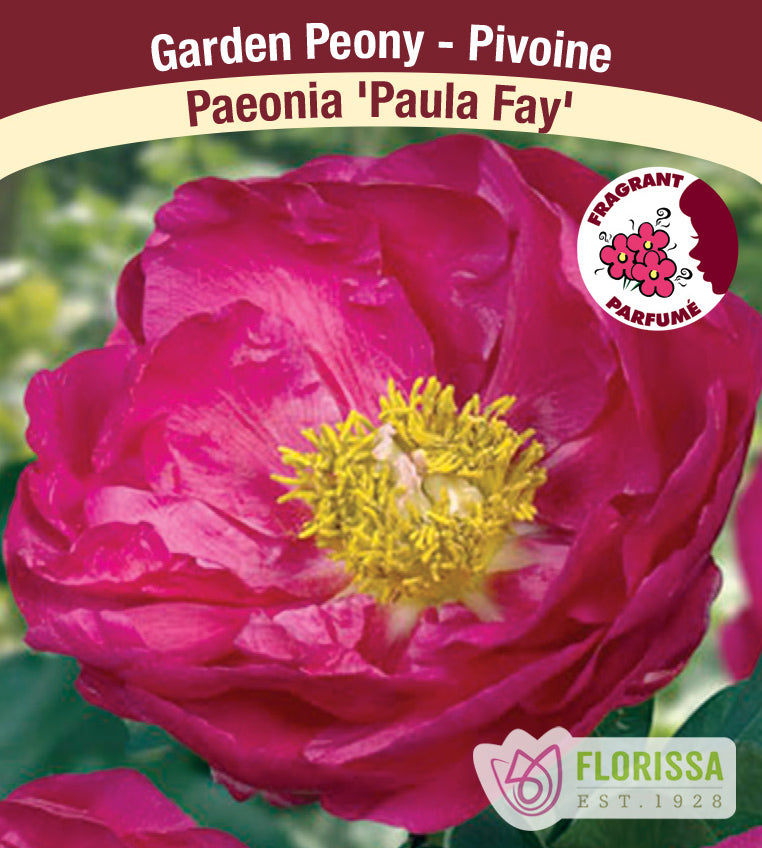 Paeonia Lactiflora - Paula Fay