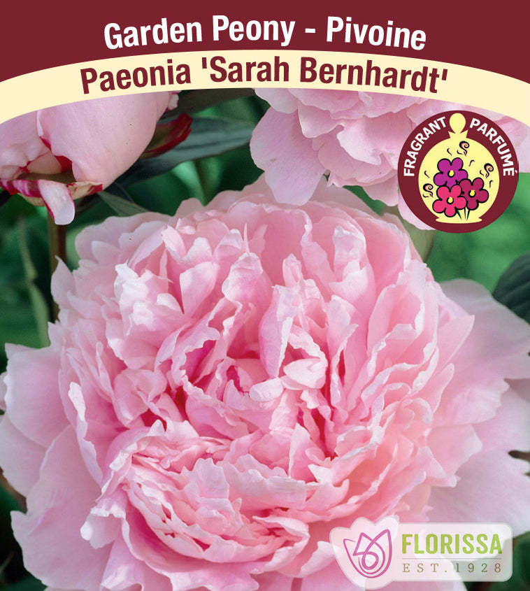 Paeonia - Jumbo Sarah Bernhardt Crate