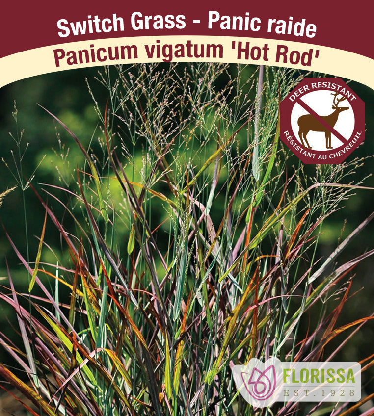 Panicum - vir. Hot Rod