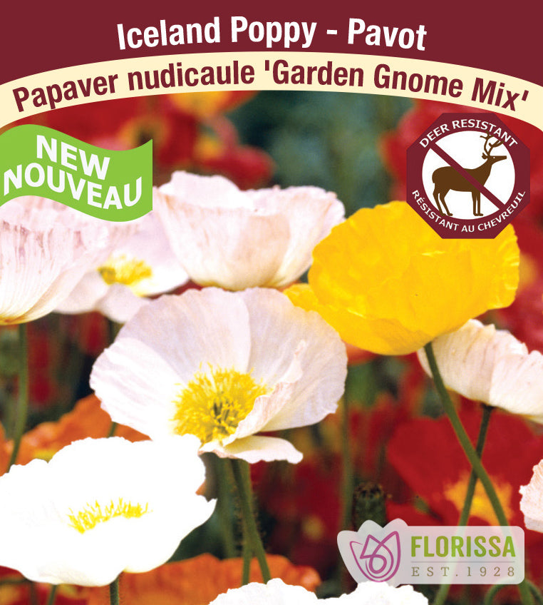 Papaver - nud. Garden Gnome Mix