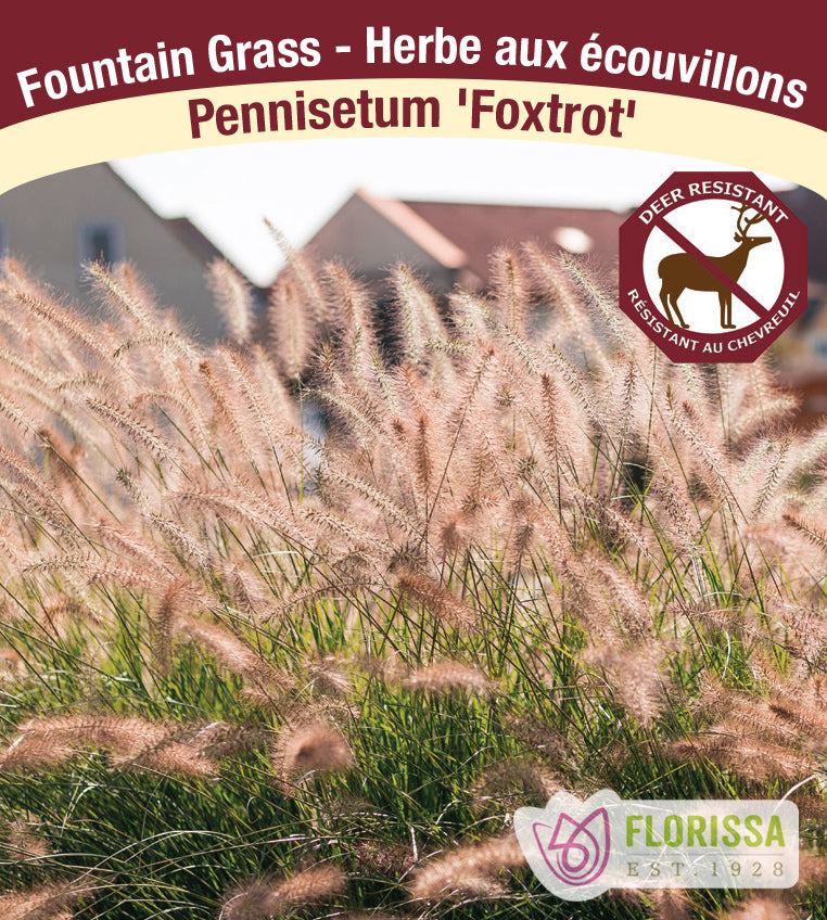 Pennisetum - alopecuroides Foxtrot