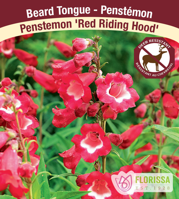 Penstemon - Red Riding Hood