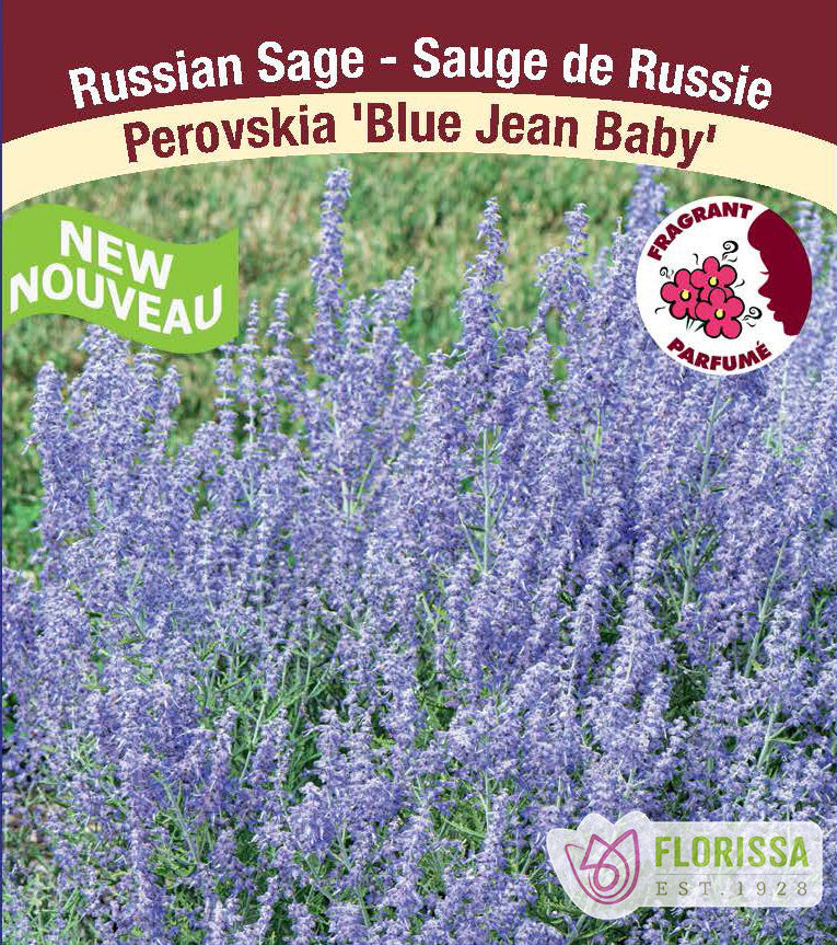 Perovskia - Blue Jean Baby