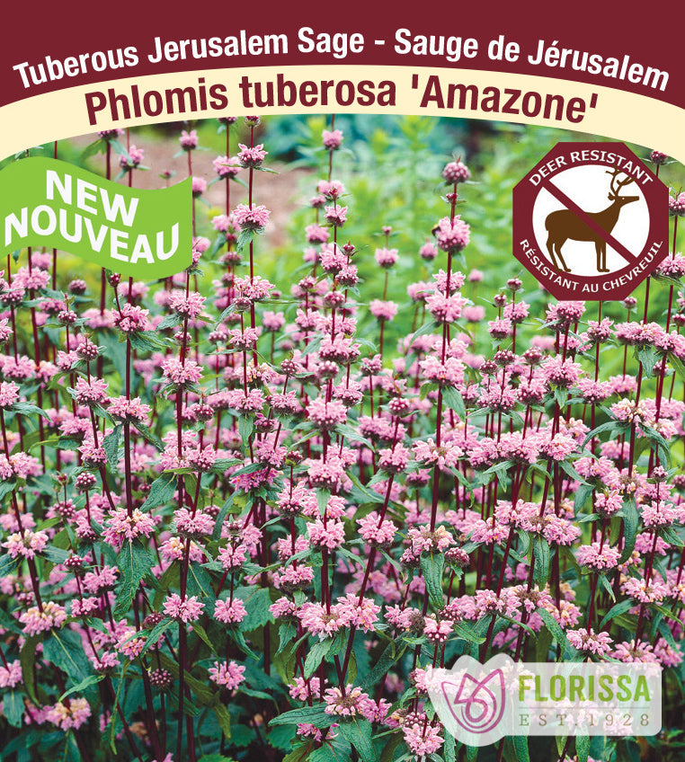 Phlomis tuberosa - Amazone