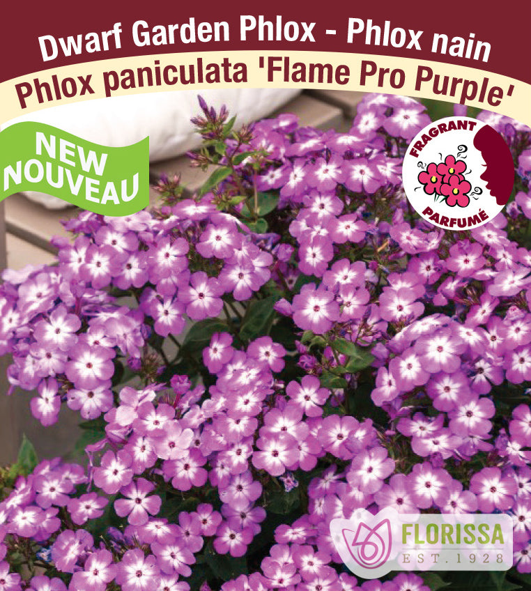 Phlox Paniculata - Flame Pro Purple