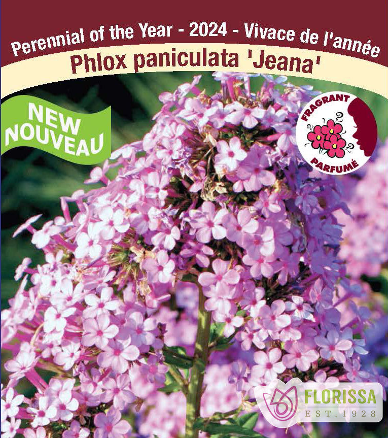 Phlox Paniculata - Jeana