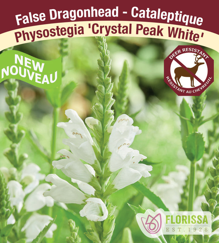 Physostegia - Crystal Peak White