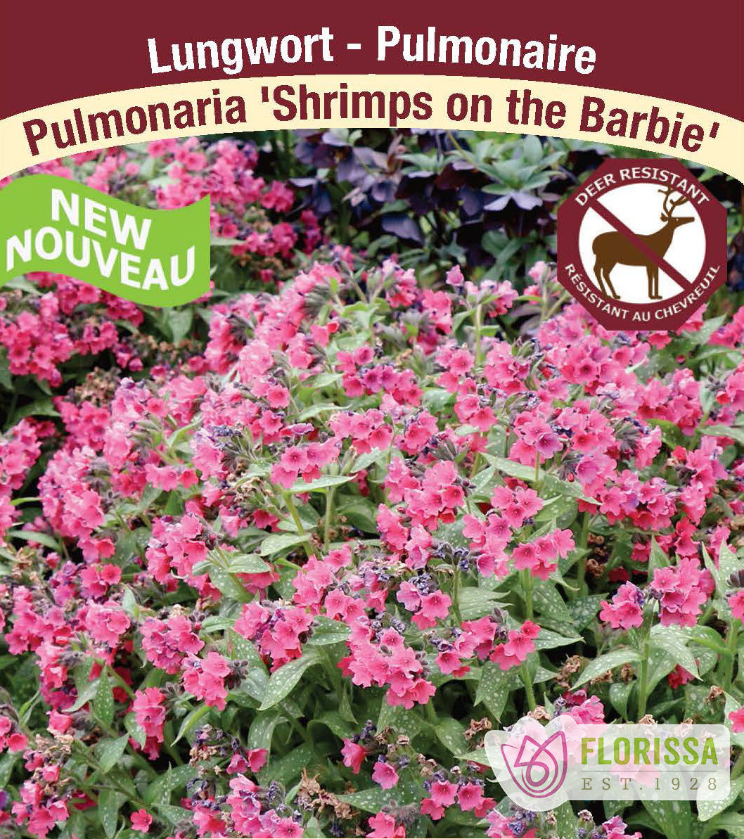 Pulmonaria - Shrimps on the Barbie