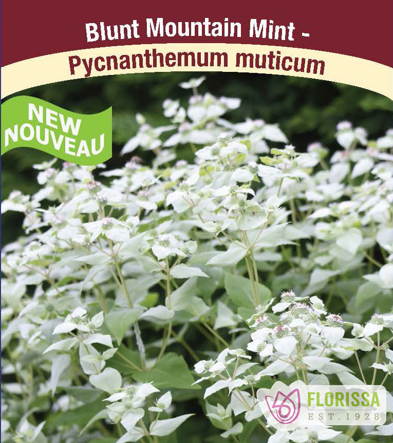 Pycnanthemum - muticum