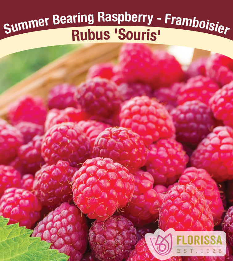 Raspberry Summer Bearing - Souris Bulk