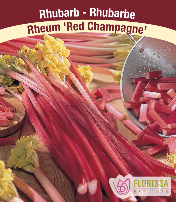 Rhubarb - Red Champagne Bulk