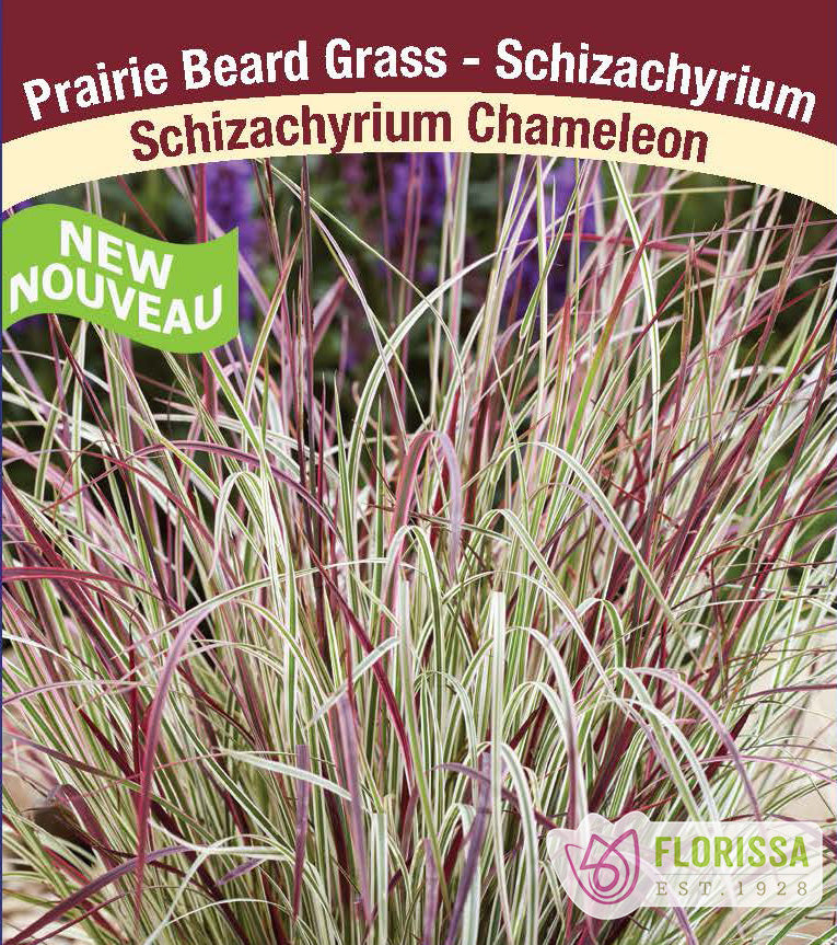 Schizachyrium - scoparium Chameleon