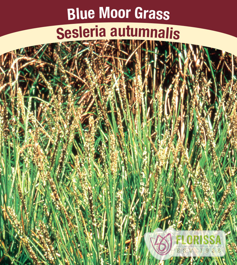Sesleria - autumnalis