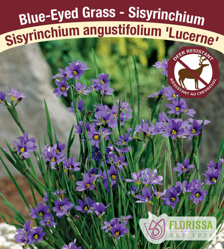 Sisyrinchium - angustifolium Lucerne