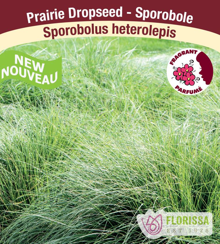 Sporobolus - heterolepis