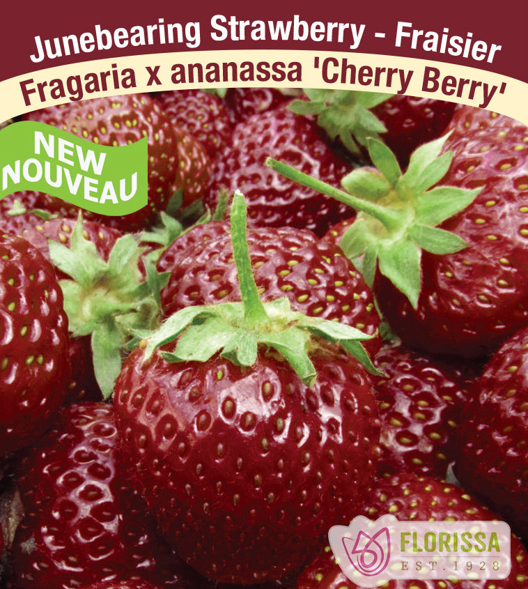 Strawberry - Cherryberry