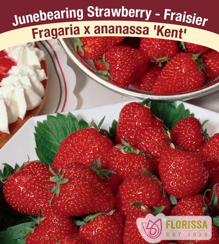 Strawberry Junebearing - Kent Bulk 250