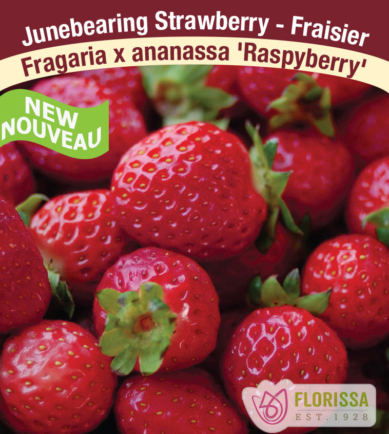 Strawberry - Raspyberry