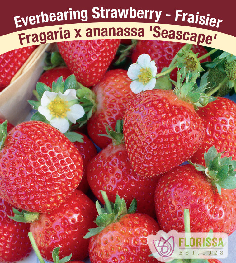 Strawberry Everbearing - Seascape 250