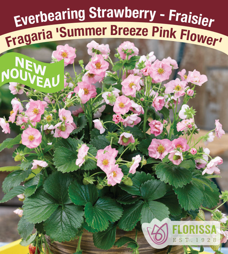 Strawberry - Summer Breeze Pink Bloom