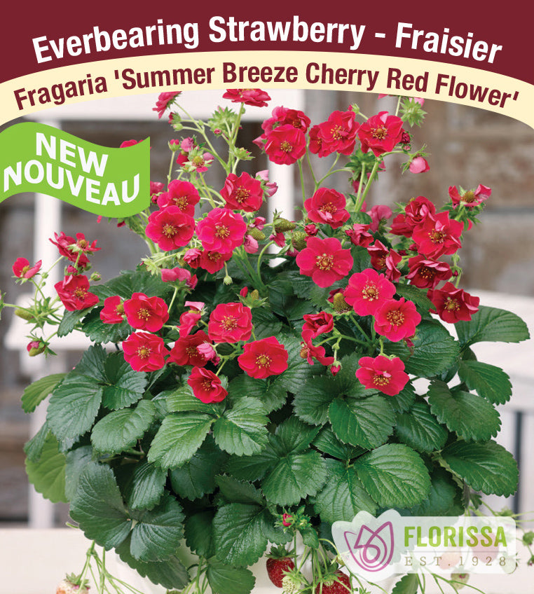 Strawberry - Summer Breeze Red Bloom