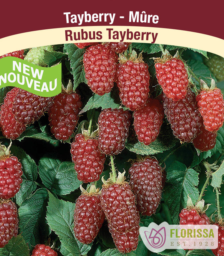 Tayberry Bulk