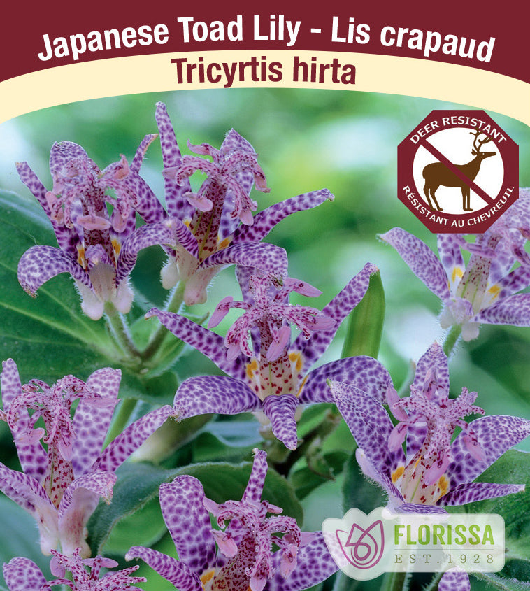 Tricyrtis - Hirta Bulk