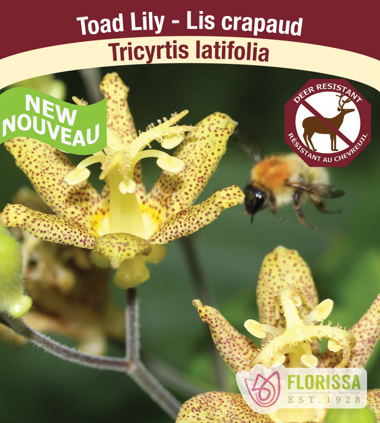 Tricyrtis - latifolia