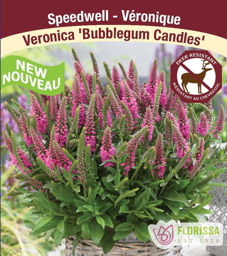 Veronica - Bubblegum Candles