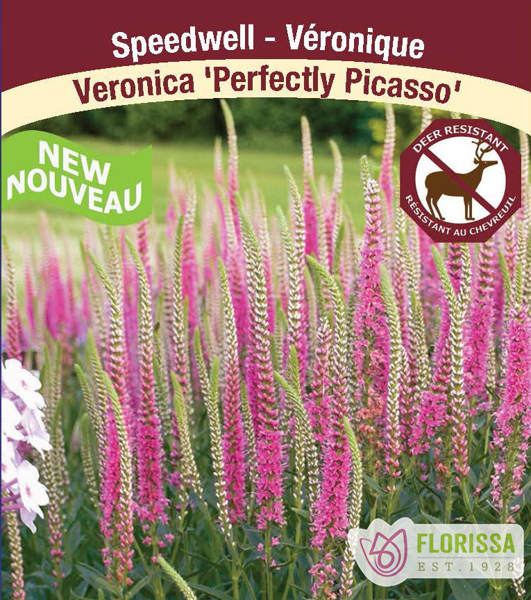 Veronica - Perfectly Picasso