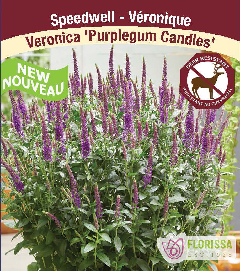 Veronica - Purplegum Candles