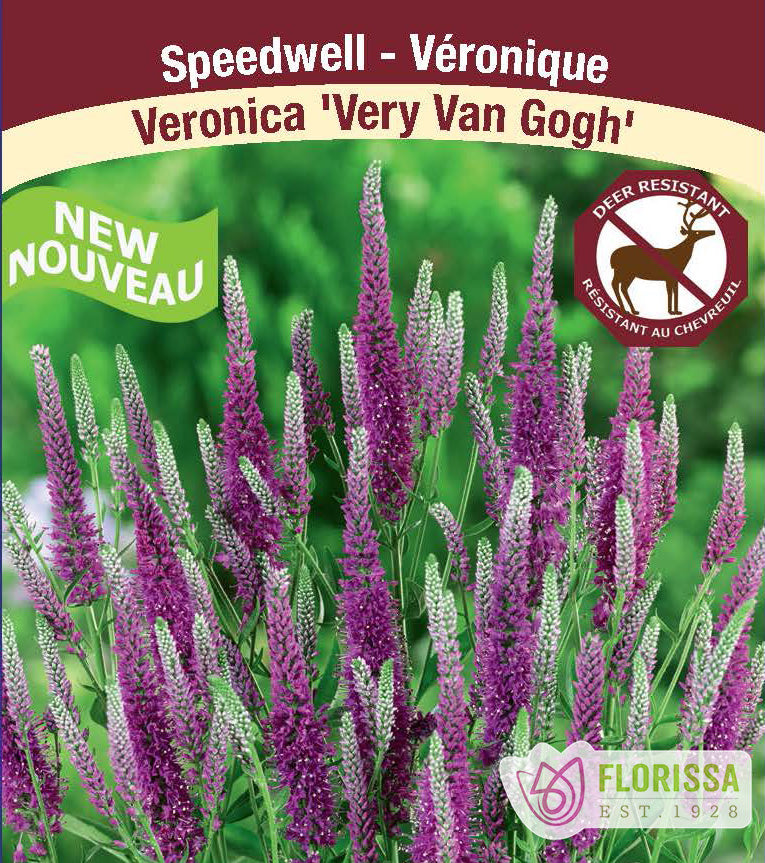 Veronica - Very Van Gogh