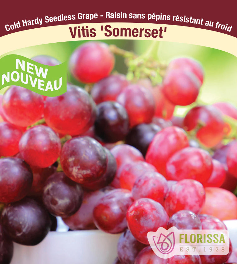 Grapes Cold Hardy - Combo B Montreal & Sommerset
