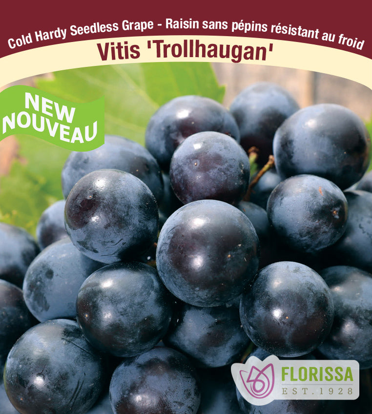 Grapes Cold Hardy - Combo A Brianna & Trollhaugen