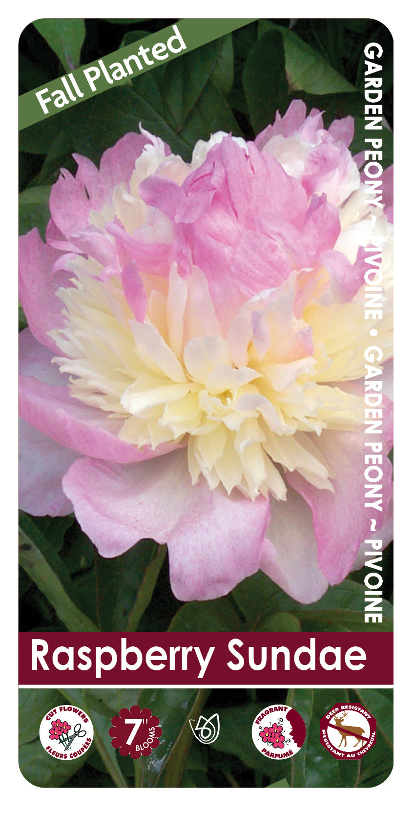 (FALL PLANTED) Peony Raspberry Sundae - 2/3 eye