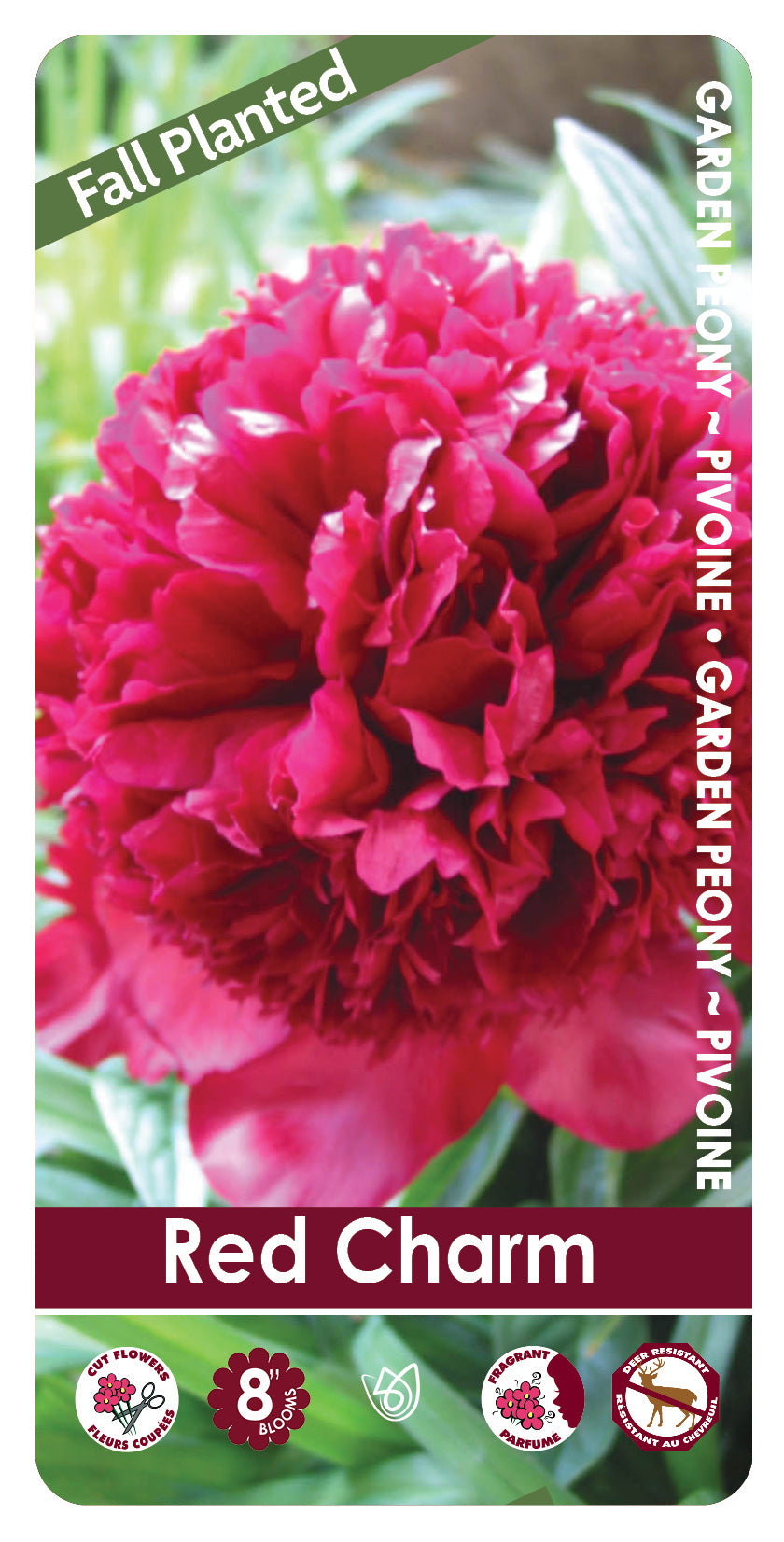 (FALL PLANTED) Peony Red Charm - 2/3 eye