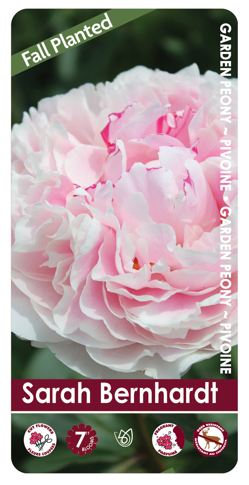 (FALL PLANTED) Peony Sarah Bernhardt - 2/3 eye
