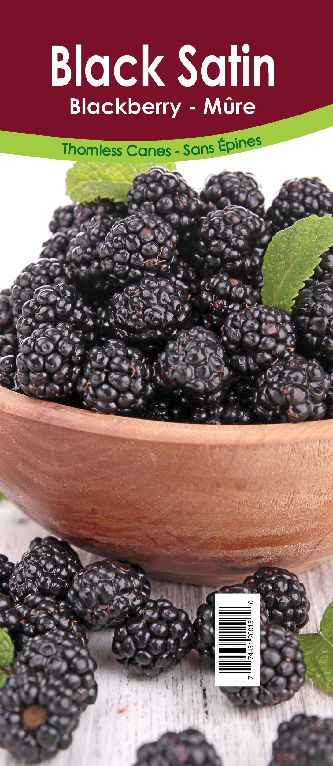 Blackberry - Black Satin Thornless Retail Pot