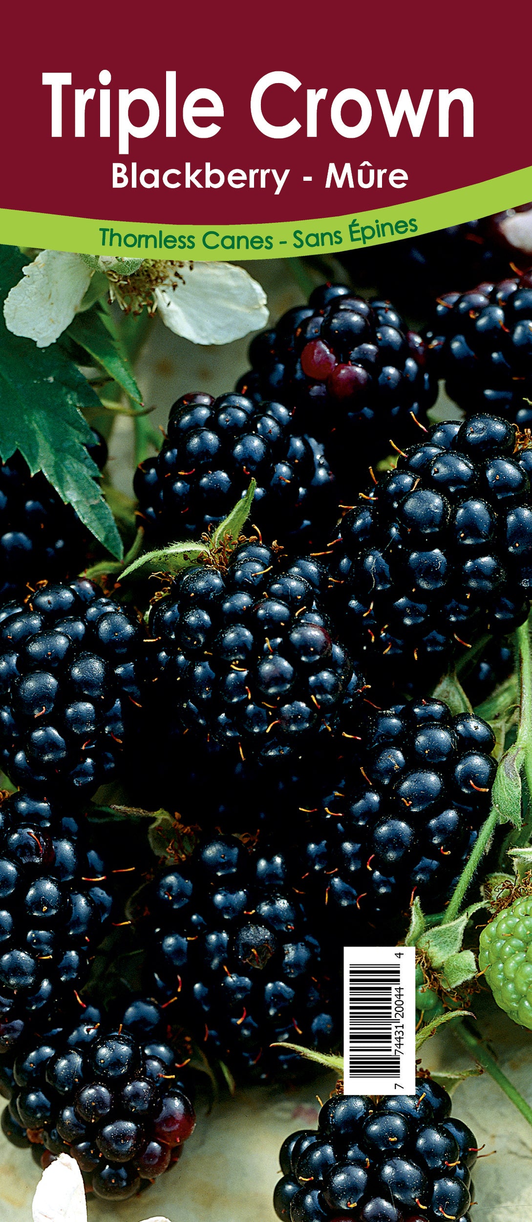 Blackberry - Triple Crown Thornless Retail Pot