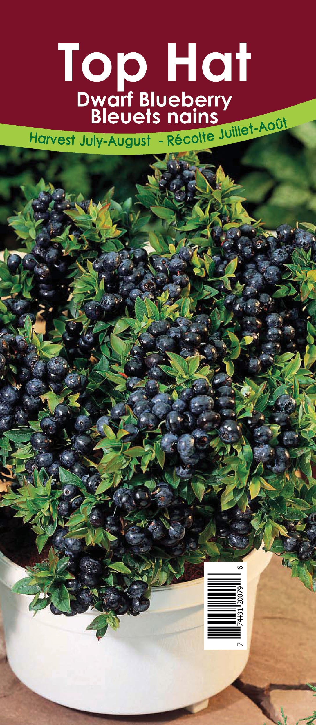 Blueberry - Top Hat Novelty Patio Retail Pot