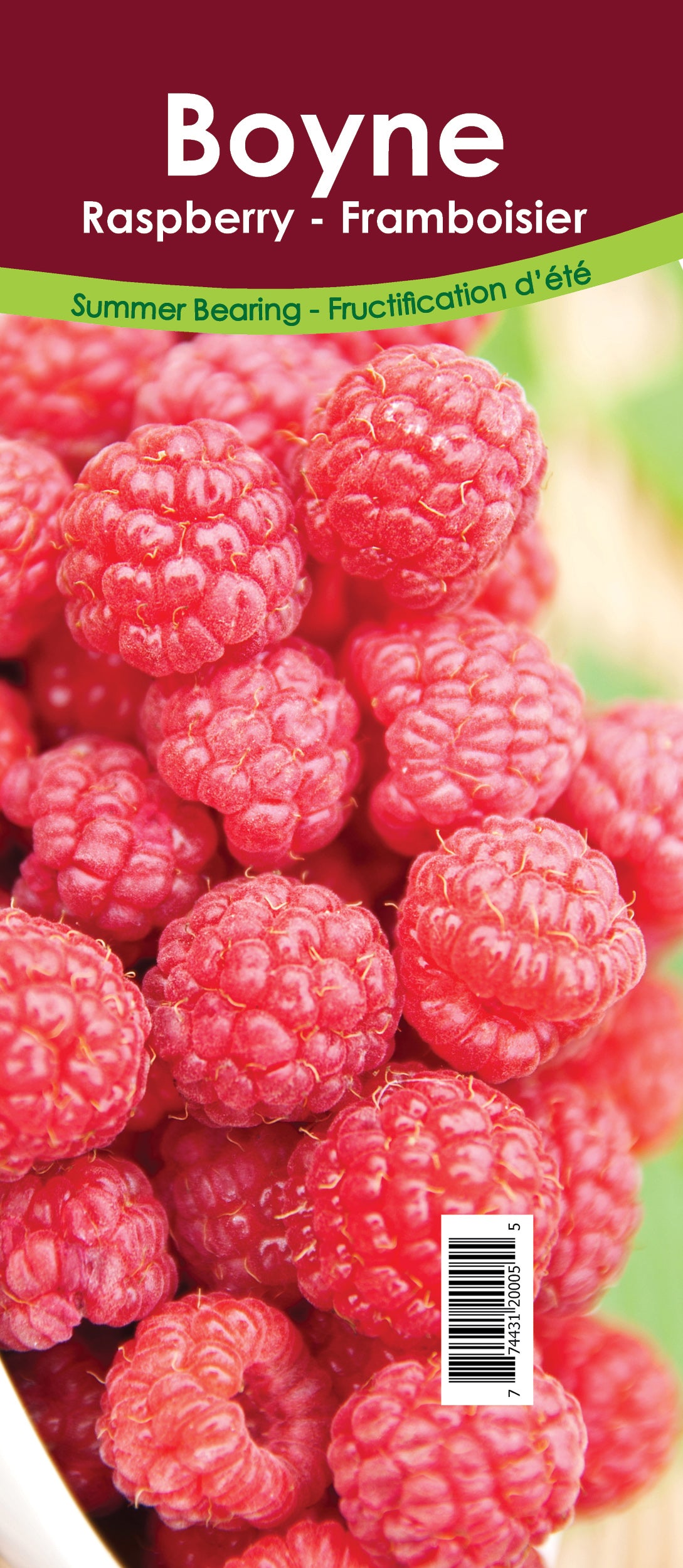 Raspberry Summer Bearing - Boyne Retail Pot