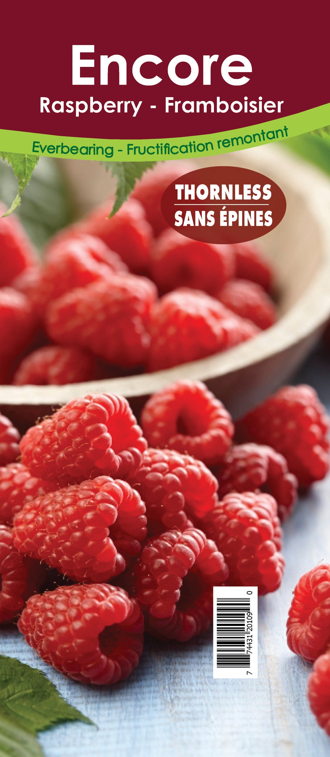 Raspberry Everbearing - Encore Retail Pot