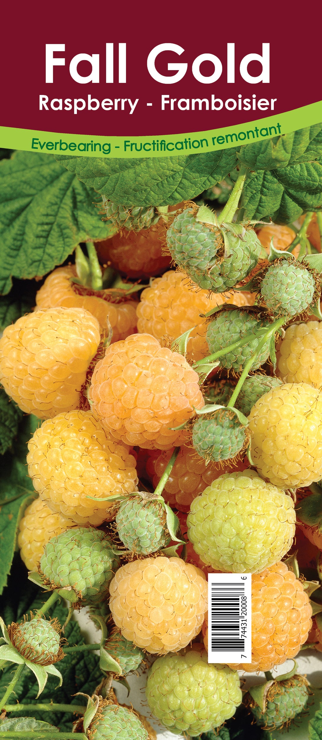 Raspberry Everbearing - Fall Gold Retail Pot