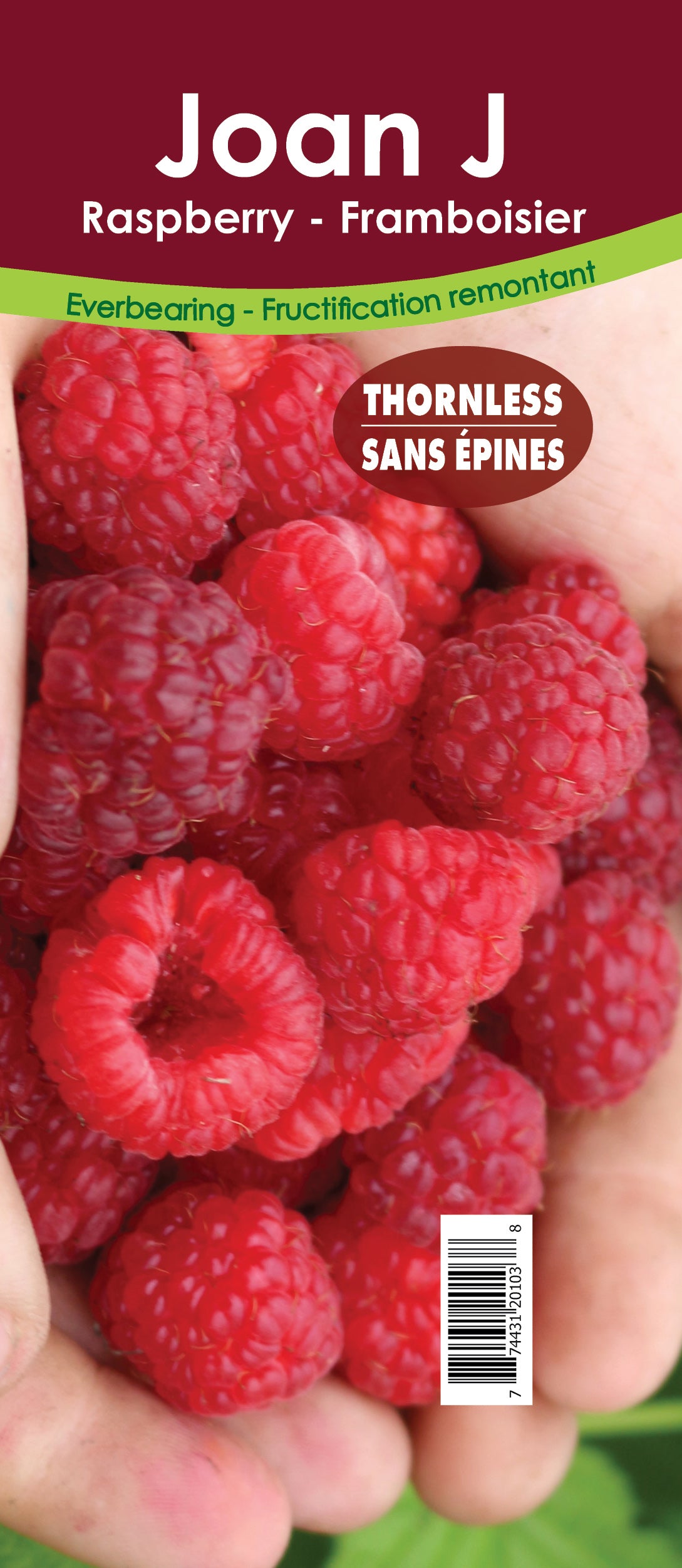 Raspberry Everbearing - Joan J Retail Pot